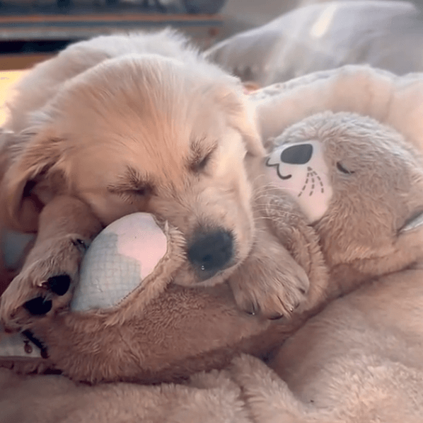 Serenity Snuggle Otter Pal - Pretty Little Wish.com
